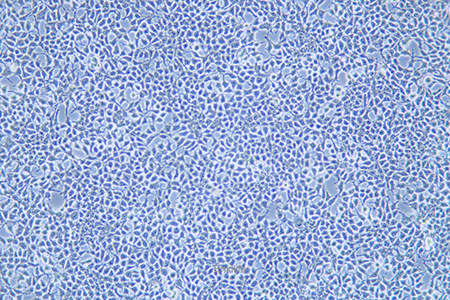 人肾上皮细胞Hkb20(STR鉴定) | EnkiLife恩玑生命
