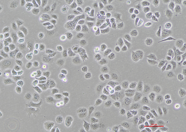人肾上腺皮质小细胞癌细胞SW-13(STR鉴定) | EnkiLife恩玑生命