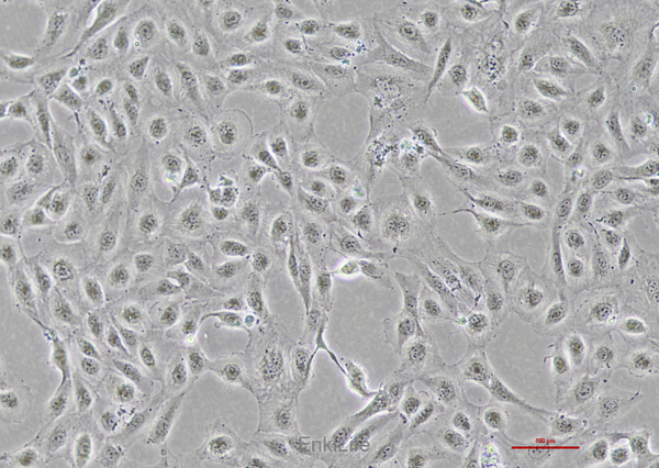 人肾透明细胞腺癌细胞786-O(STR鉴定) | EnkiLife恩玑生命