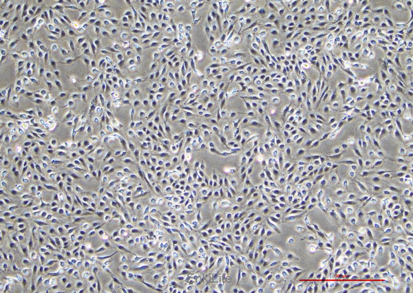 人肾透明细胞腺癌细胞786-O(STR鉴定) | EnkiLife恩玑生命