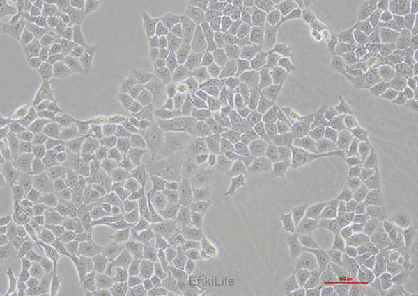 人食管癌细胞KYSE-510(STR鉴定) | EnkiLife恩玑生命