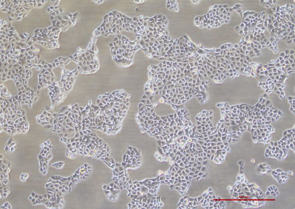 人食管癌细胞KYSE-510(STR鉴定) | EnkiLife恩玑生命
