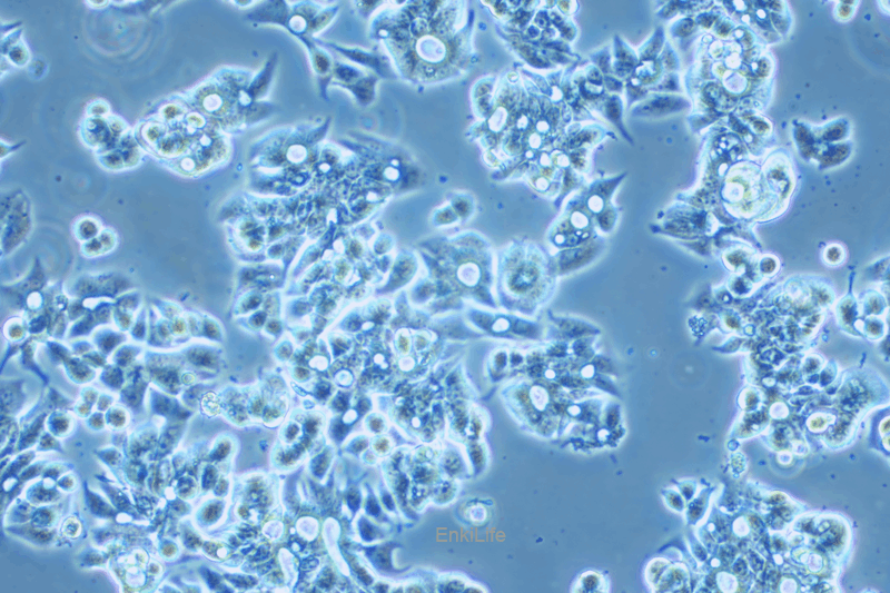 人食管癌细胞OE19(STR鉴定) | EnkiLife恩玑生命