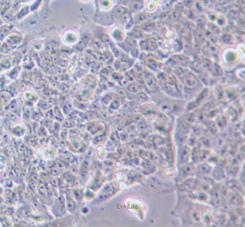 人食管癌细胞TE-12(STR鉴定) | EnkiLife恩玑生命