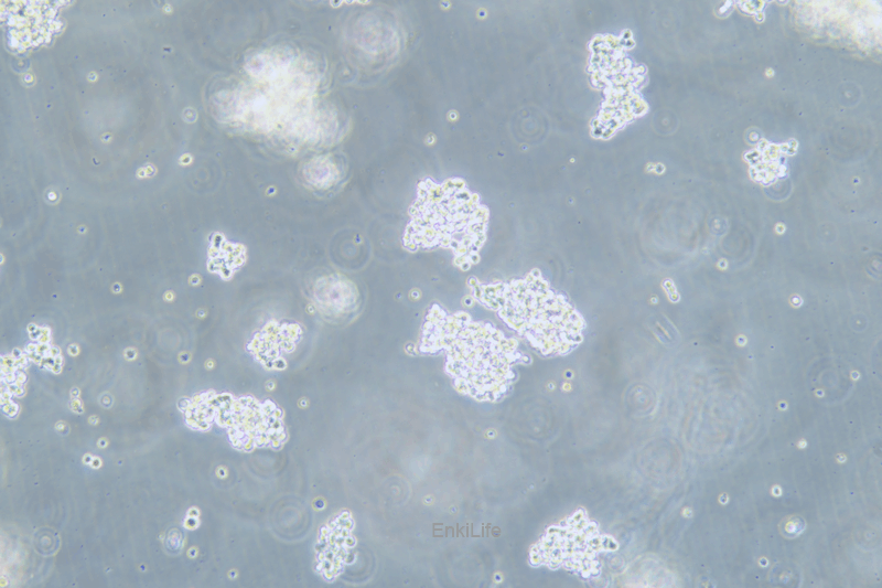 人视网膜母细胞瘤细胞Y79(STR鉴定) | EnkiLife恩玑生命