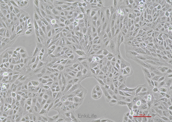 人视网膜色素上皮细胞ARPE-19(STR鉴定) | EnkiLife恩玑生命