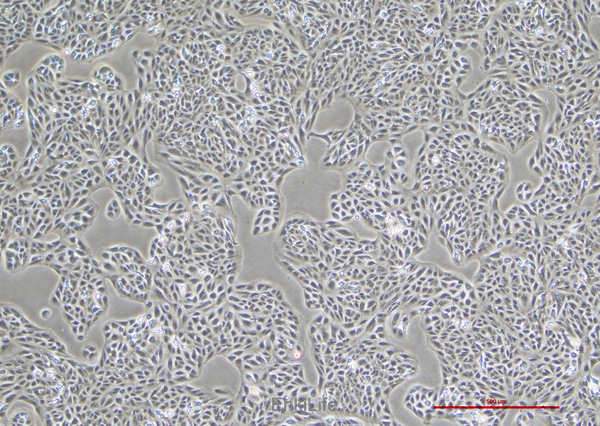 人视网膜色素上皮细胞ARPE-19(STR鉴定) | EnkiLife恩玑生命