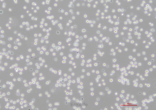 人外周血嗜碱性白血病细胞KU812(STR鉴定) | EnkiLife恩玑生命