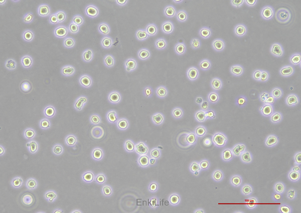 人外周血嗜碱性白血病细胞KU812(STR鉴定) | EnkiLife恩玑生命