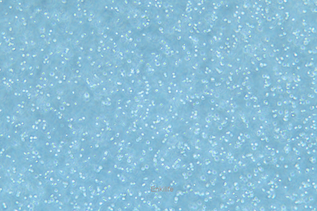 人外周血套细胞淋巴瘤细胞MINO(STR鉴定) | EnkiLife恩玑生命