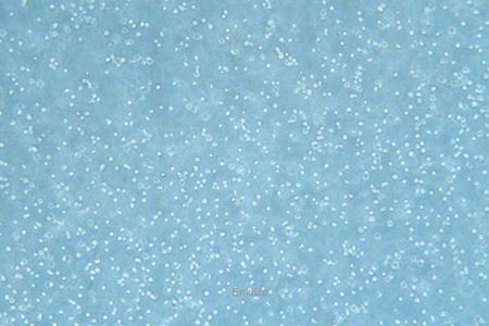 人外周血套细胞淋巴瘤细胞MINO(STR鉴定) | EnkiLife恩玑生命