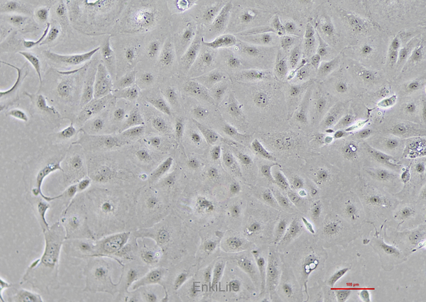 人胃癌细胞MKN7(STR鉴定) | EnkiLife恩玑生命