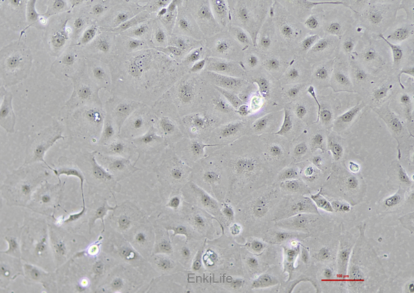 人胃癌细胞MKN7(STR鉴定) | EnkiLife恩玑生命