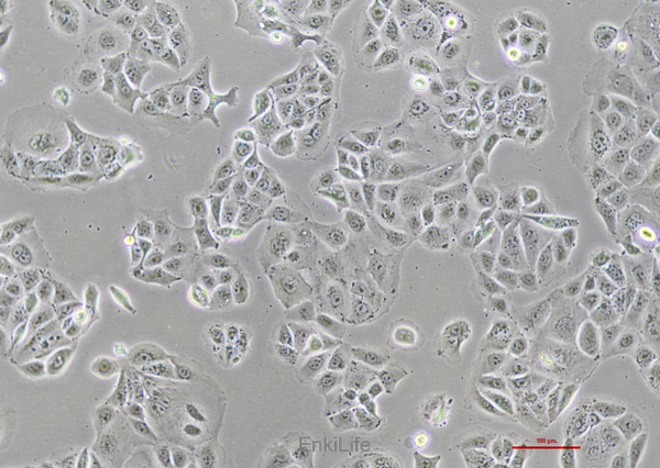 人胃癌细胞MKN74(STR鉴定) | EnkiLife恩玑生命