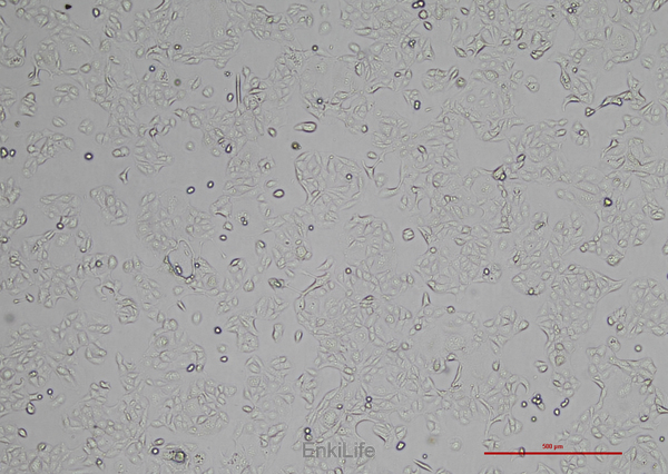 人胃癌细胞MKN74(STR鉴定) | EnkiLife恩玑生命