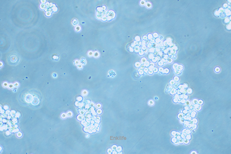 人胃癌细胞SNU-16(STR鉴定) | EnkiLife恩玑生命