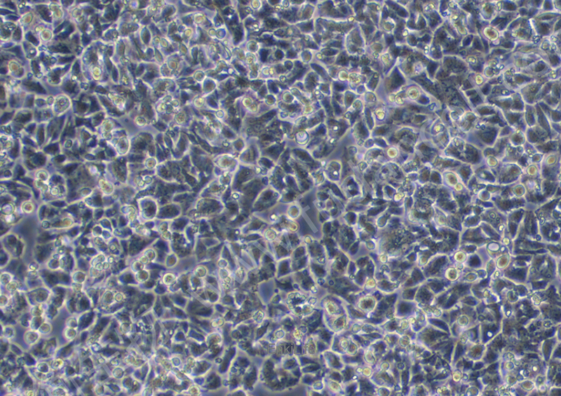 人小细胞肺癌 NCI-H1048(STR鉴定) | EnkiLife恩玑生命