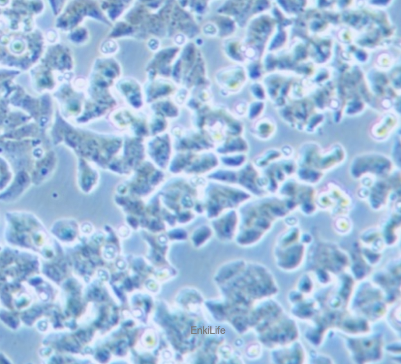 人小细胞肺癌 NCI-H1048(STR鉴定) | EnkiLife恩玑生命