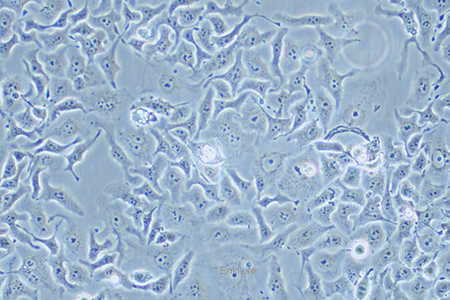 人小细胞肺癌细胞DMS 114(STR鉴定) | EnkiLife恩玑生命