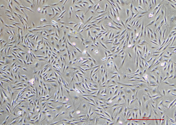 人小细胞肺癌细胞NCI-H196 [H196](STR鉴定) | EnkiLife恩玑生命