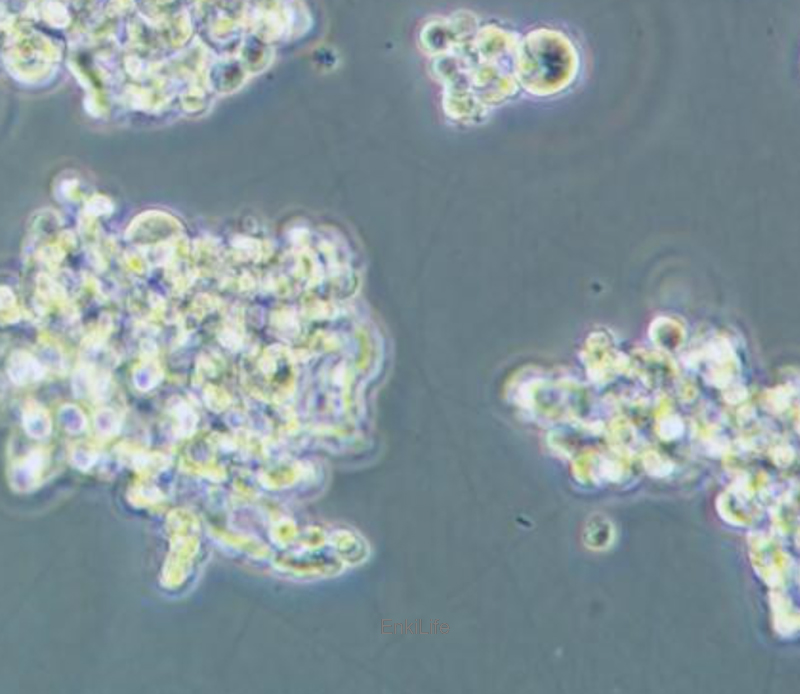 人小细胞肺癌细胞NCI-H82(STR鉴定) | EnkiLife恩玑生命