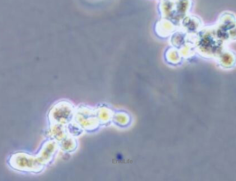 人小细胞肺癌细胞NCI-H82(STR鉴定) | EnkiLife恩玑生命