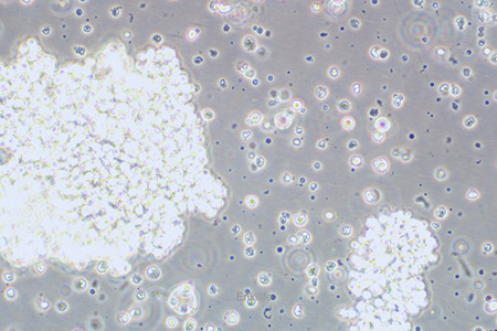 人小细胞肺癌细胞SHP-77(STR鉴定) | EnkiLife恩玑生命
