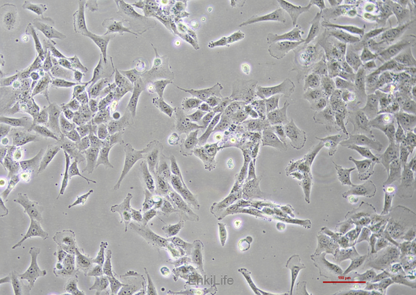 人心肌细胞AC16(STR鉴定) | EnkiLife恩玑生命