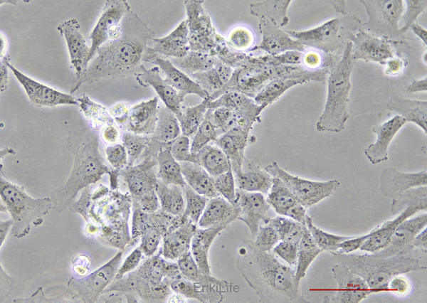 人心肌细胞AC16(STR鉴定) | EnkiLife恩玑生命