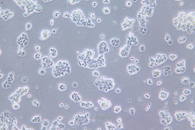 人胰腺癌细胞QGP-1(STR鉴定) | EnkiLife恩玑生命