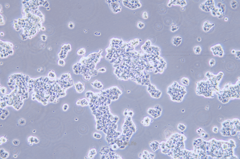 人胰腺癌细胞QGP-1(STR鉴定) | EnkiLife恩玑生命