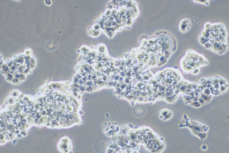 人胰腺癌细胞QGP-1(STR鉴定) | EnkiLife恩玑生命