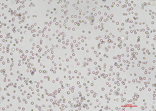 人原髓细胞白血病细胞HL-60(STR鉴定) | EnkiLife恩玑生命