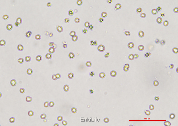 人原髓细胞白血病细胞HL-60(STR鉴定) | EnkiLife恩玑生命