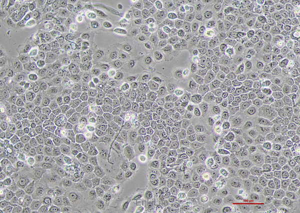 人原位胰腺腺癌细胞BxPC-3(STR鉴定) | EnkiLife恩玑生命