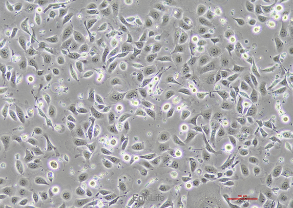 人正常结肠上皮细胞NCM460(STR鉴定) | EnkiLife恩玑生命