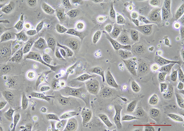 人正常结肠上皮细胞NCM460(STR鉴定) | EnkiLife恩玑生命