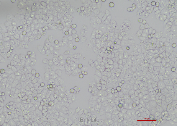 人正常卵巢上皮细胞IOSE-80(STR鉴定) | EnkiLife恩玑生命