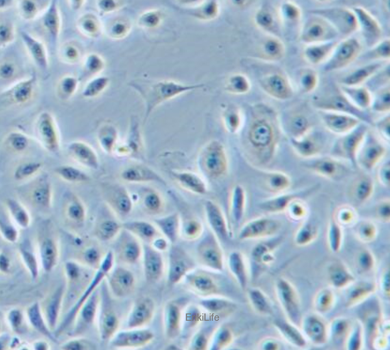 人正常前列腺上皮细胞RWPE-1 (STR鉴定) | EnkiLife恩玑生命
