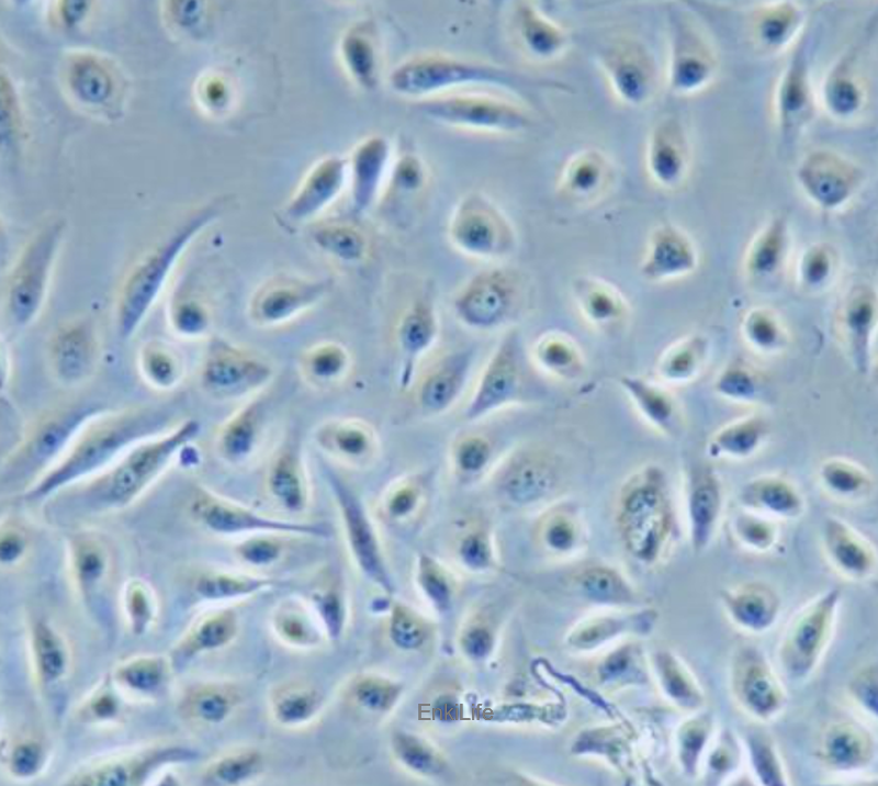 人正常前列腺上皮细胞RWPE-1 (STR鉴定) | EnkiLife恩玑生命