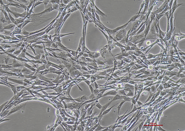 人脂肪干细胞永生化(免疫荧光鉴定) | EnkiLife恩玑生命