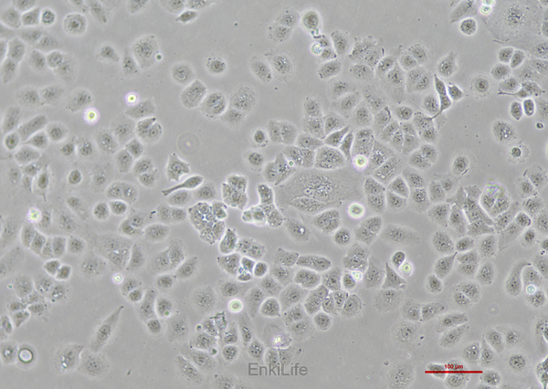 人子宫内膜腺癌细胞HEC-1-A(STR鉴定) | EnkiLife恩玑生命