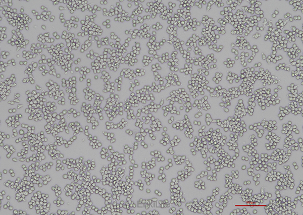小鼠单核巨噬细胞白血病细胞Raw264.7 | EnkiLife恩玑生命