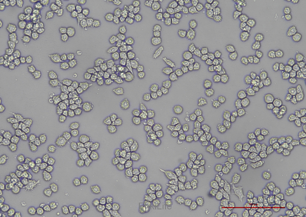 小鼠单核巨噬细胞白血病细胞Raw264.7 | EnkiLife恩玑生命