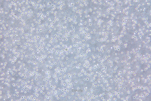小鼠肥大细胞瘤细胞P815(种属鉴定) | EnkiLife恩玑生命