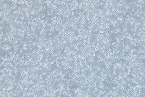 小鼠肥大细胞瘤细胞P815(种属鉴定) | EnkiLife恩玑生命