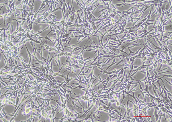 小鼠肺腺癌细胞LA795(种属鉴定) | EnkiLife恩玑生命