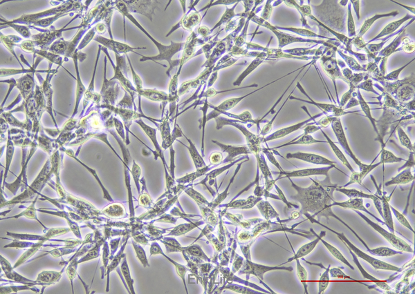 小鼠肺腺癌细胞LA795(种属鉴定) | EnkiLife恩玑生命