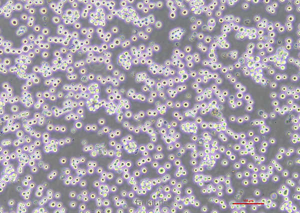 小鼠肝癌细胞H22(种属鉴定) | EnkiLife恩玑生命