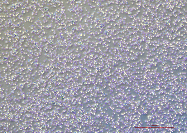小鼠肝癌细胞H22(种属鉴定) | EnkiLife恩玑生命
